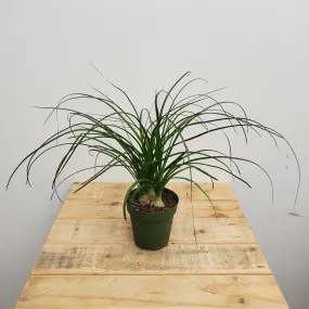 4" ponytail palm