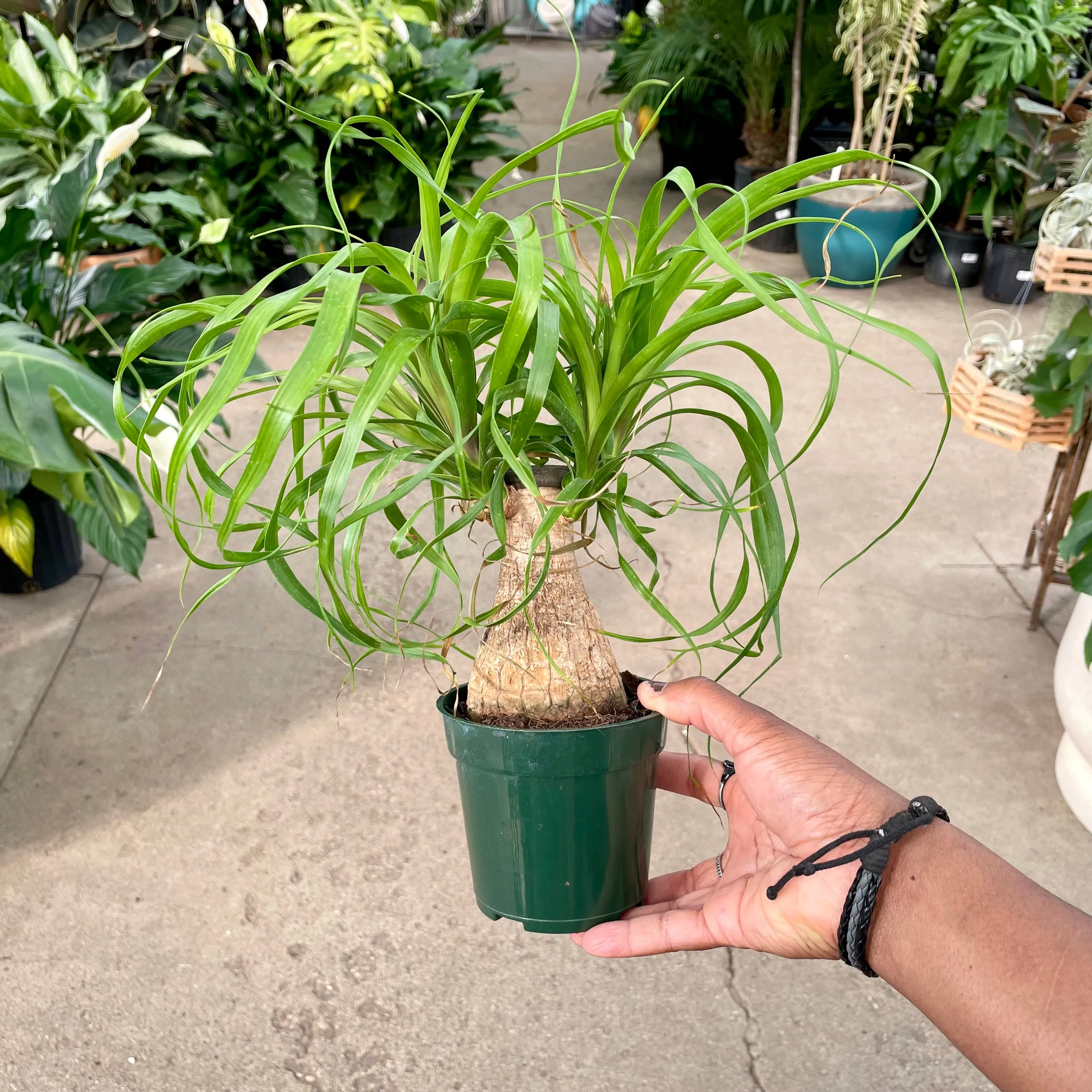 4" ponytail palm