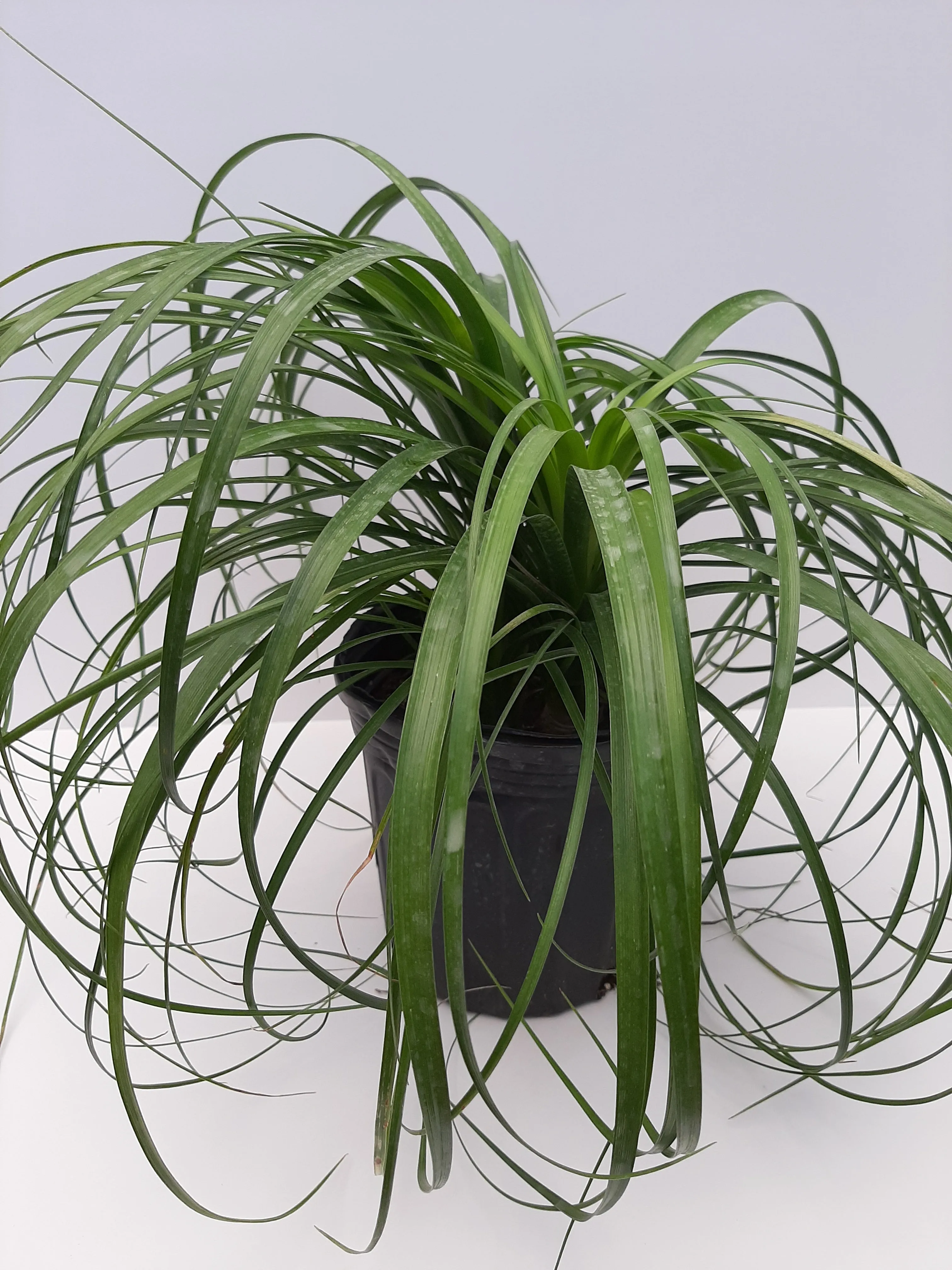 ponytail palm 6"